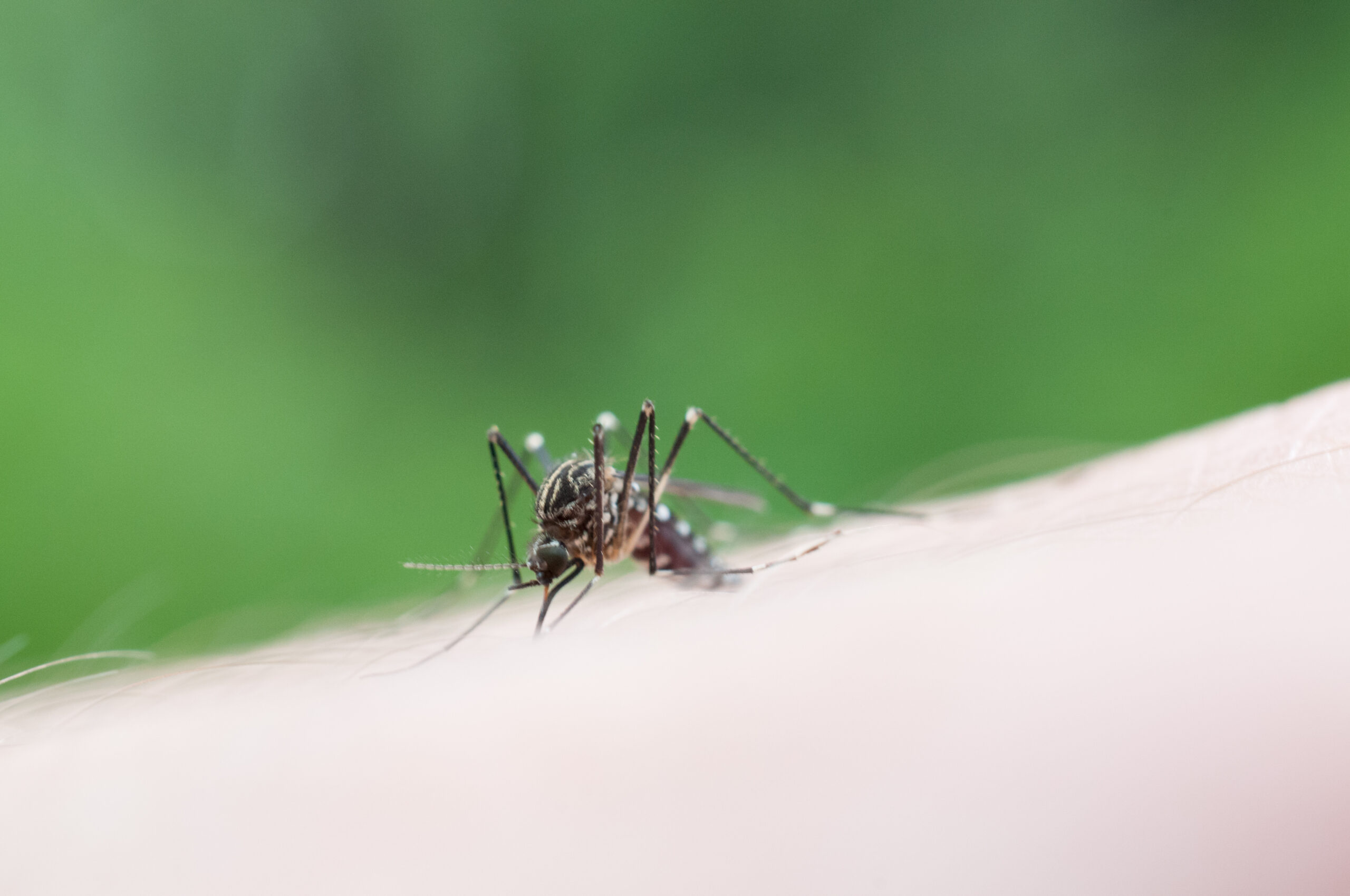 mosquito control Wichita mosquito closeup