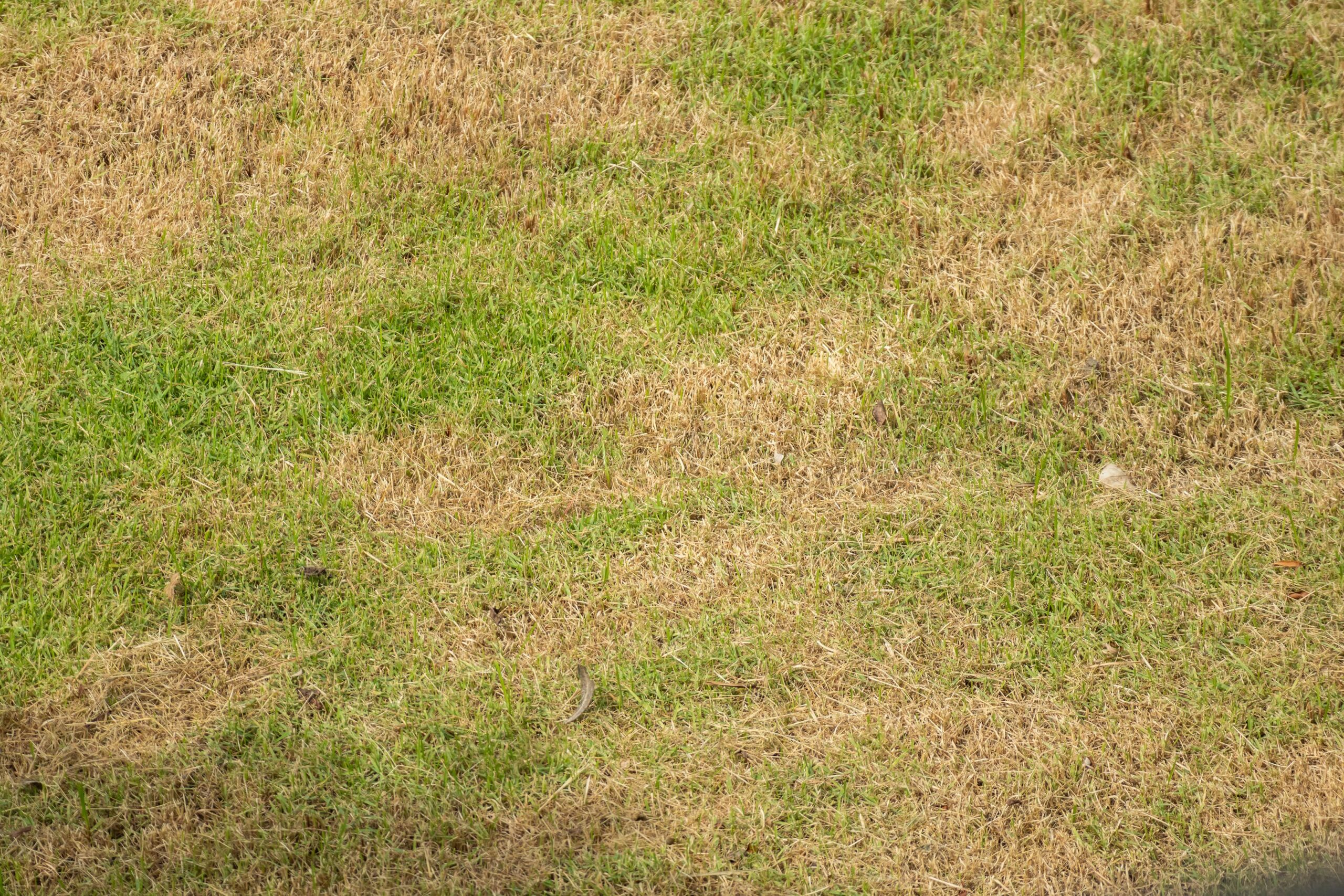 lawn heat stress