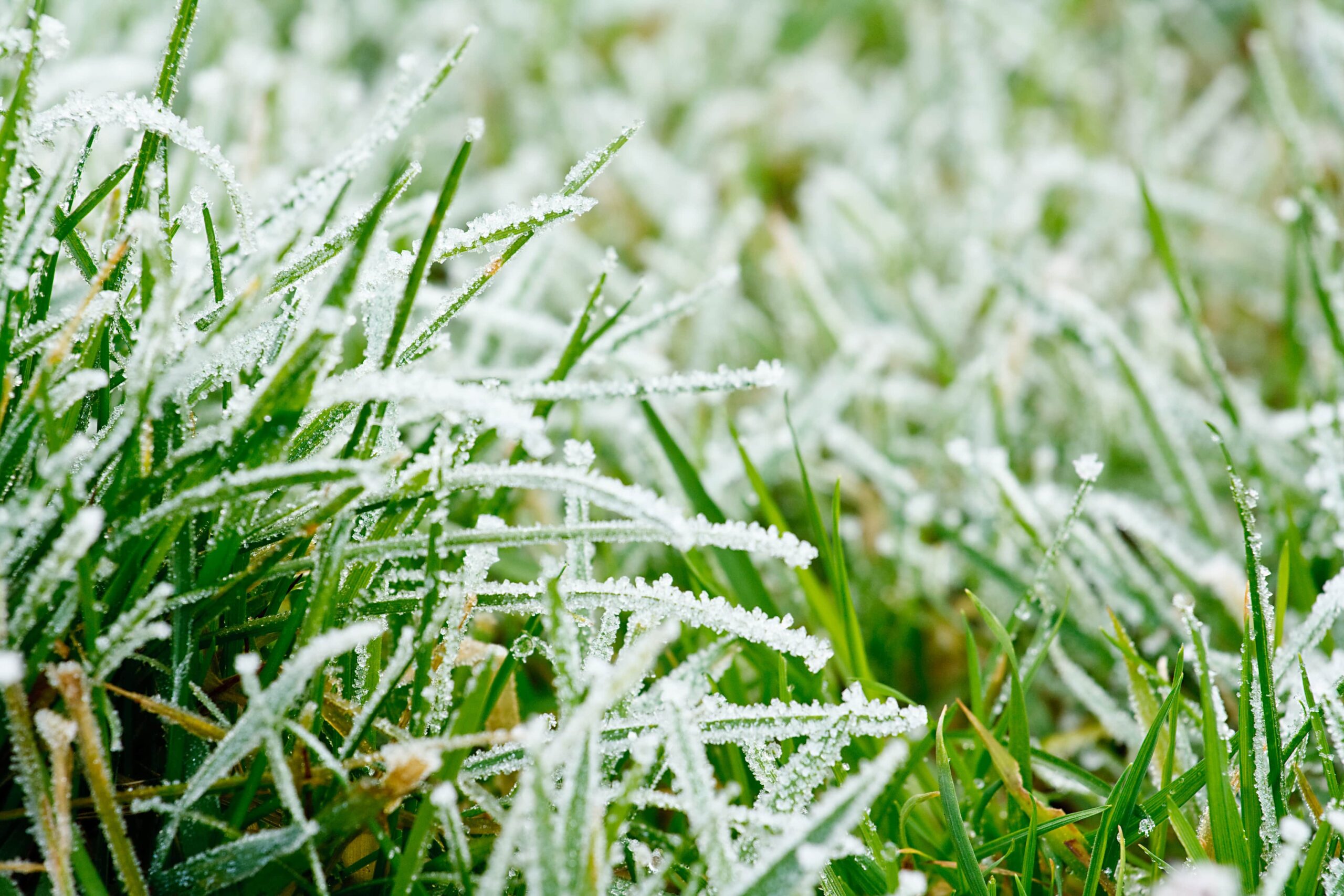 preparing your lawn for Kansas winter