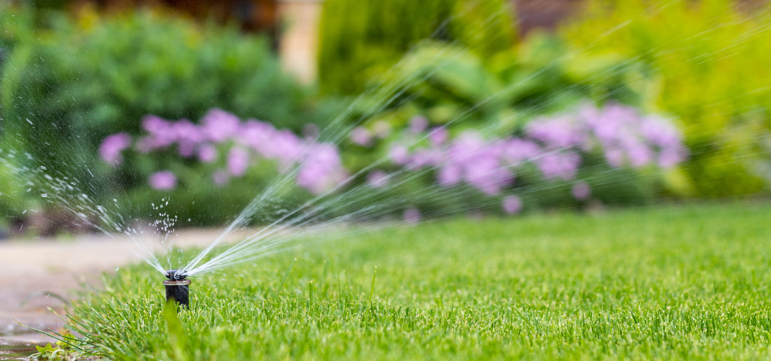 water your lawn
