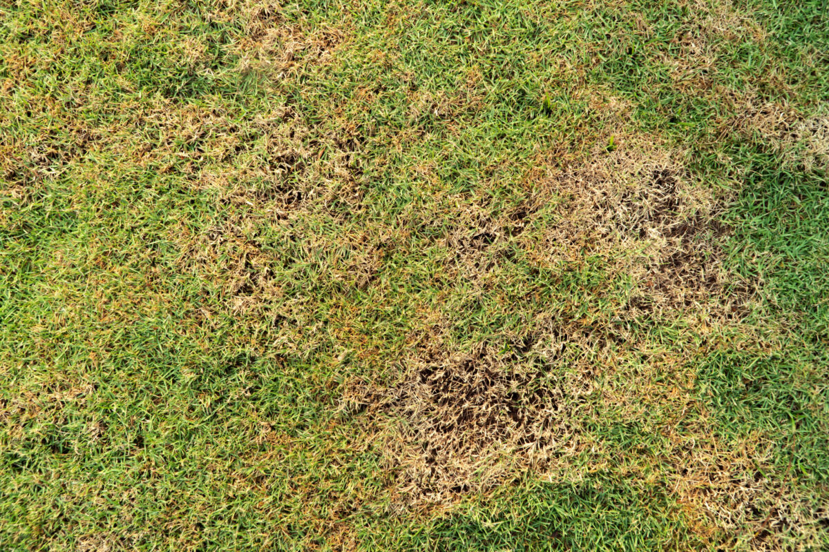 lawn with brown patch vs heat stressed grass in wichita ks