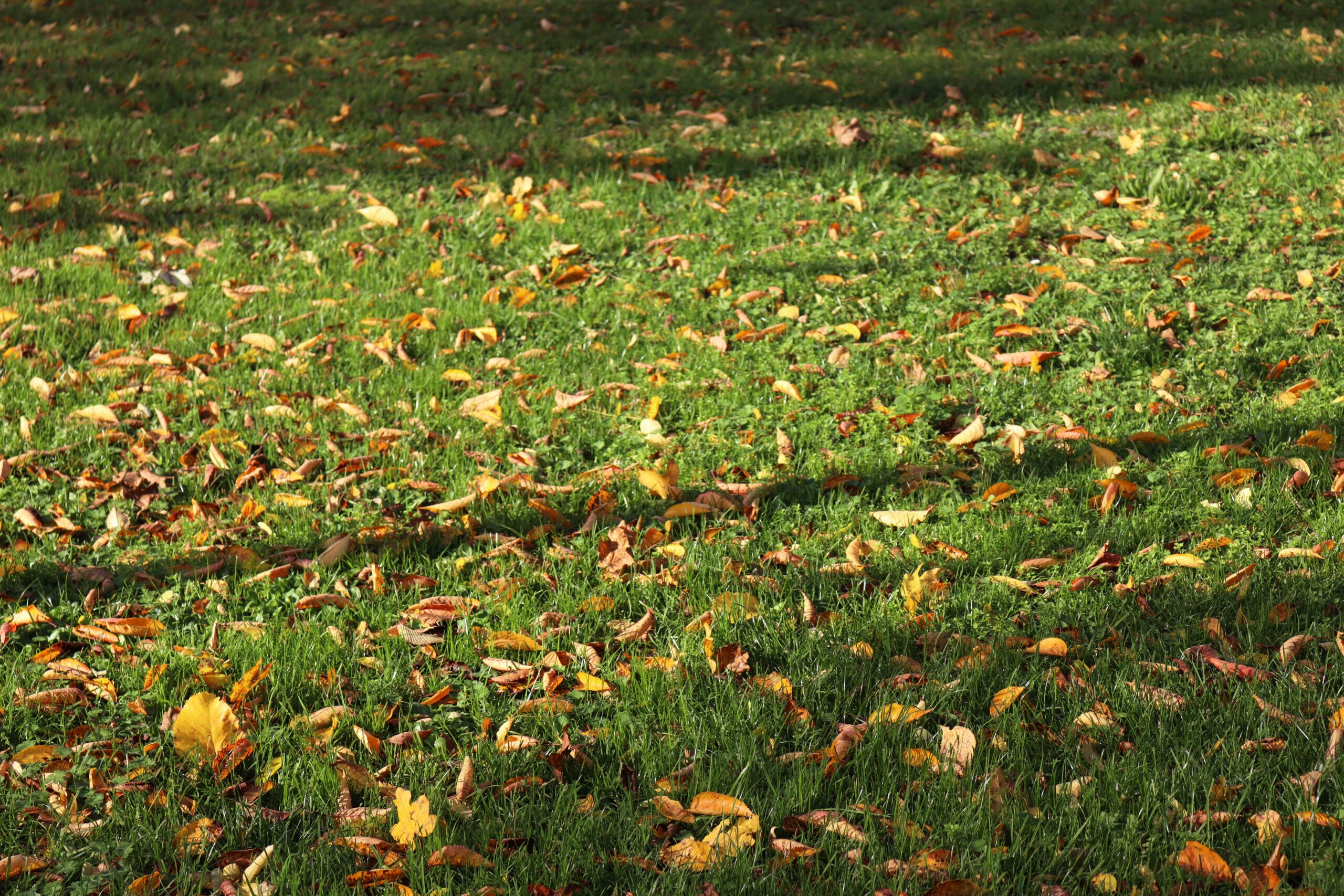 lawn fertilization from four star lawn care in wichita kansas