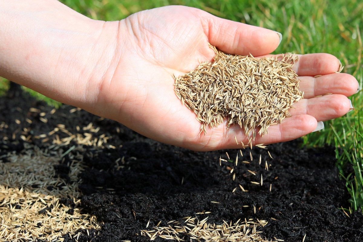 spreading grass seed by hand